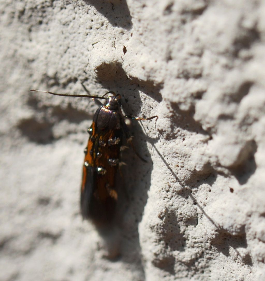 Insetto da identificare - Pancalia cf. leuwenhoekella